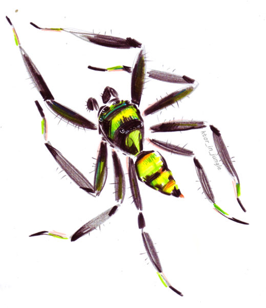 Самец паука Phintella vittata (нацпарк Каттиен)