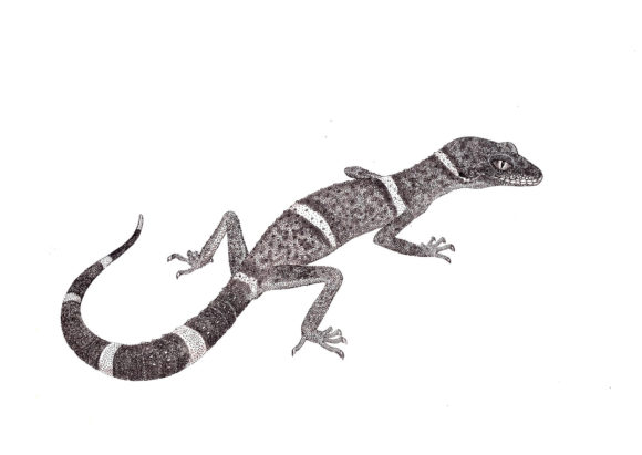 Гониурозавр Лихтенфельдера. 2012 год. 21 × 29,7 см. Бумага, тушь