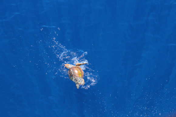 Морская черепаха. Атлантический океан. Фото Максима Данилюка