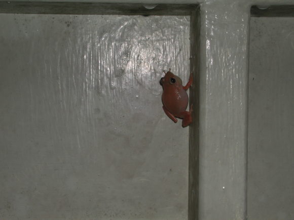Знаменитая лягушка коки — почти что символ острова — на наружной стене лабораторного корпуса. Малютка (меньше 5 см), квакает-орет оглушительно